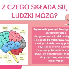 Ilustracja mózgu z zaznaczonymi płatami. Tekst informuje, że mózg składa się z 86 miliardów neuronów, które tworzą połączenia.