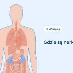 Ilustracja pokazuje ludzkie ciało z zaznaczonymi narządami wewnętrznymi. W dolnej części brzucha, po obu stronach kręgosłupa, widoczne są niebieskie nerki.