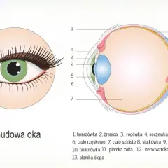 Ilustracja przedstawia budowę oka, ukazując jego przekrój z zaznaczonymi elementami, takimi jak soczewka, siatkówka i nerw wzrokowy.