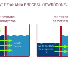 Osmoza w biologii: jak działa i jakie ma znaczenie dla życia komórkowego