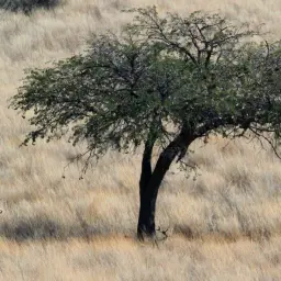 Antylopa na tle suchej trawy sawanny, pod rozłożystym drzewem.