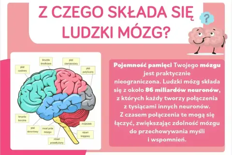 Ilustracja mózgu z zaznaczonymi płatami. Tekst informuje, że mózg składa się z 86 miliardów neuronów, które tworzą połączenia.