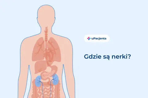 Ilustracja pokazuje ludzkie ciało z zaznaczonymi narządami wewnętrznymi. W dolnej części brzucha, po obu stronach kręgosłupa, widoczne są niebieskie nerki.
