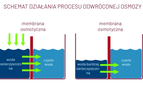 Osmoza w biologii: jak działa i jakie ma znaczenie dla życia komórkowego