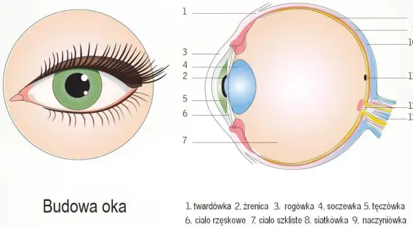 Ilustracja przedstawia budowę oka, ukazując jego przekrój z zaznaczonymi elementami, takimi jak soczewka, siatkówka i nerw wzrokowy.