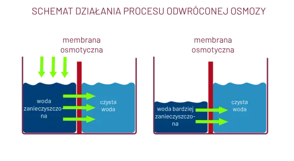 Osmoza w biologii: jak działa i jakie ma znaczenie dla życia komórkowego