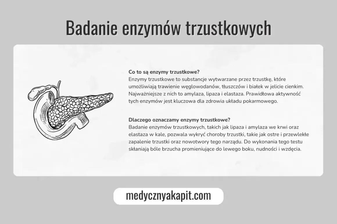 Ilustracja trzustki. Badanie enzymów trzustkowych, w tym lipazy, jest kluczowe dla zdrowia układu pokarmowego.