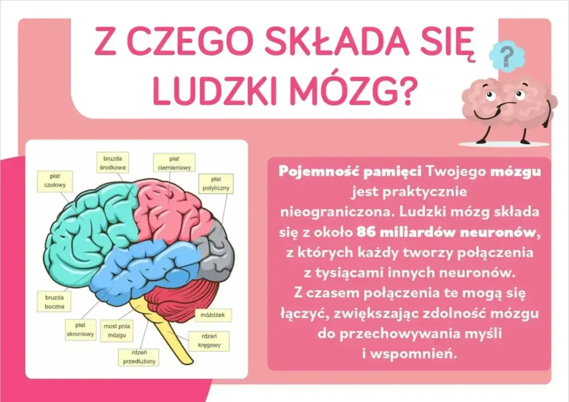 Ilustracja mózgu z zaznaczonymi płatami. Tekst informuje, że mózg składa się z 86 miliardów neuronów, które tworzą połączenia.