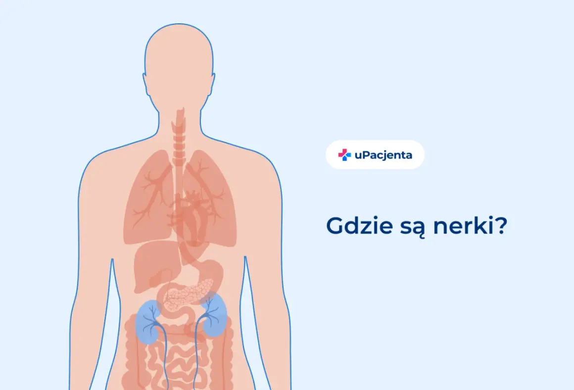 Ilustracja pokazuje ludzkie ciało z zaznaczonymi narządami wewnętrznymi. W dolnej części brzucha, po obu stronach kręgosłupa, widoczne są niebieskie nerki.