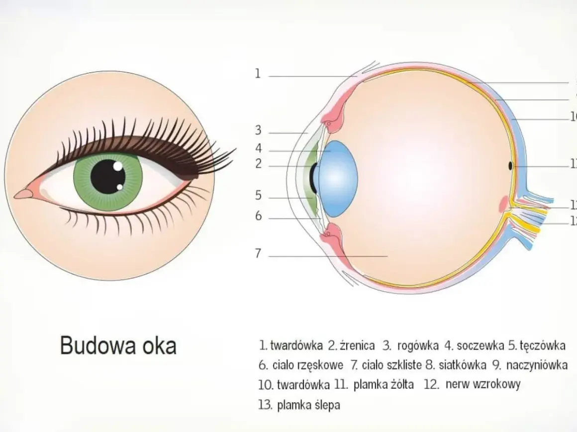 Ilustracja przedstawia budowę oka, ukazując jego przekrój z zaznaczonymi elementami, takimi jak soczewka, siatkówka i nerw wzrokowy.