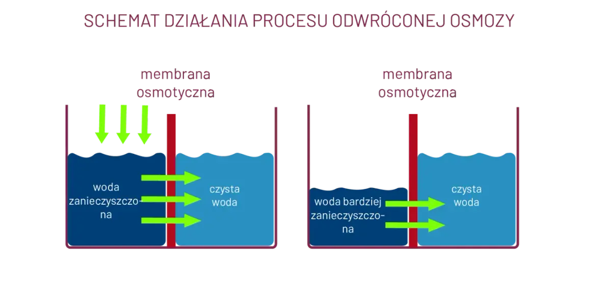 Osmoza w biologii: jak działa i jakie ma znaczenie dla życia komórkowego