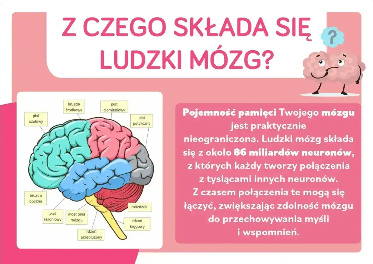 Neuron - jak działa mózg? Budowa, rodzaje i sygnały