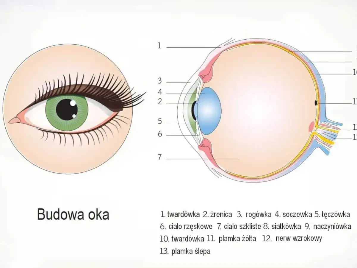 Budowa oka człowieka - Jak widzimy świat?