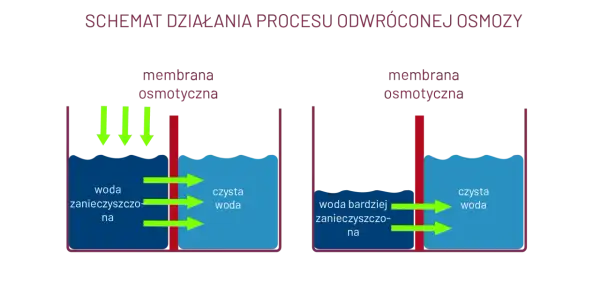 Osmoza w biologii: jak działa i jakie ma znaczenie dla życia komórkowego